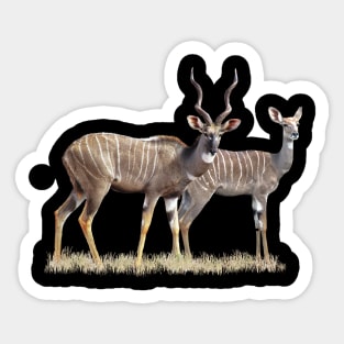 Lesser Kudu - Pair, Antelope, Kenya / Africa Sticker